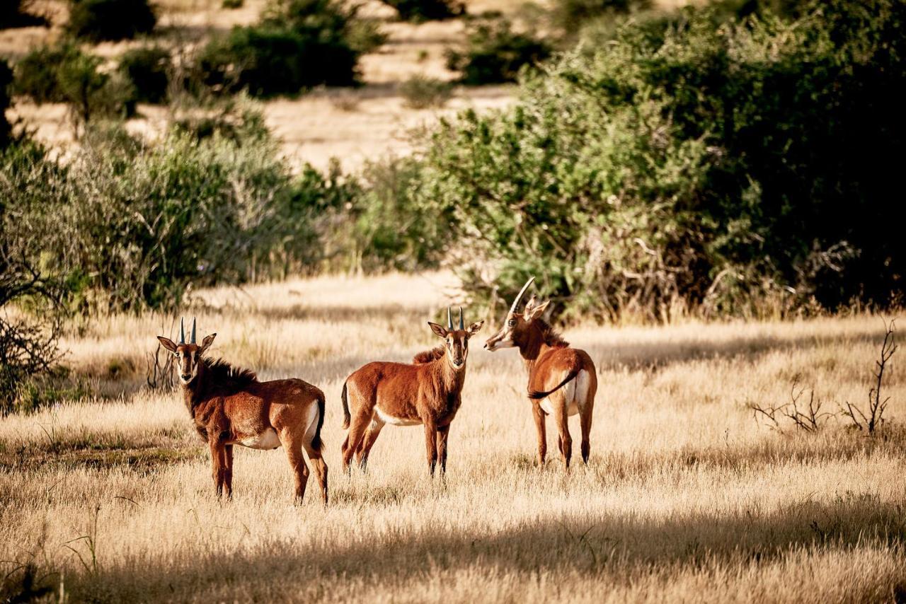 Glen Harry Game Reserve Graaff-Reinet Екстериор снимка